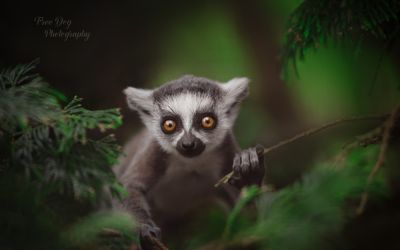 Lemur DSC 3684 Edit